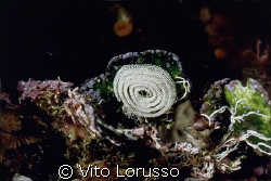 Nudibranchs - Eggs by Vito Lorusso 